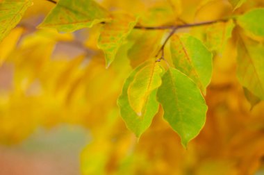 Sonbahar manolyasından salata ve sarı yapraklar. Manolya fotoğrafı yakın plan çeker.