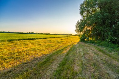 Landscape with the sun setting behind the trees on the background of the field