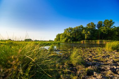 Grass and dry silt on the river bank