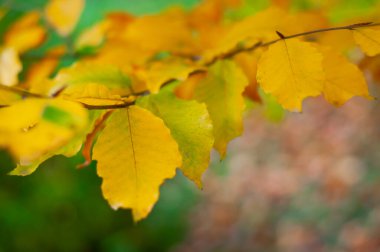 Yellow leaves close-up on a green blurred background