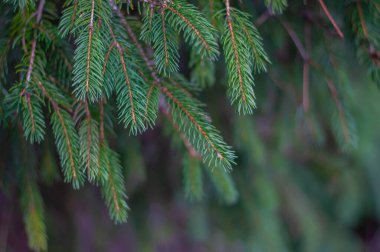 Greens of the coniferous trees, greenery von. Giuliani close up
