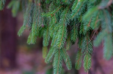 Greens of the coniferous trees, greenery von. Giuliani close up