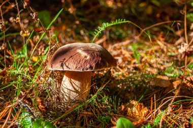 Büyük Boletus edulis mantarı güneş ışığında çimlerin üzerinde. Beyaz mantarın yakın plan fotoğrafı.