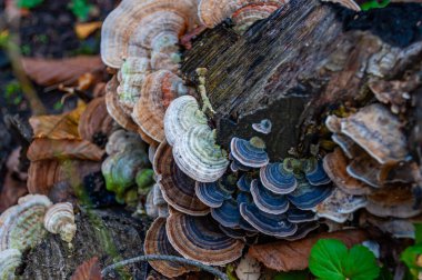 Çürük ağaçta versicolor çizimleri