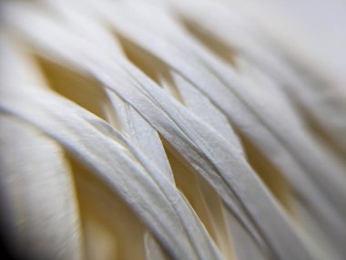 Beyaz rafya yakın plan. Beyaz raffia 'nın makro fotoğrafı.