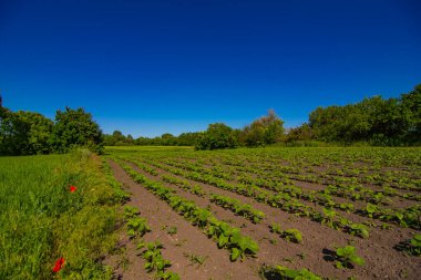 Küçük ayçiçeği tarlaları Çernozem bahçesinde filizlenir