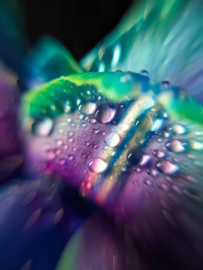 Lalenin yapraklarının üzerine bir damla su damlatın. Lale yapraklarının makro fotoğrafı