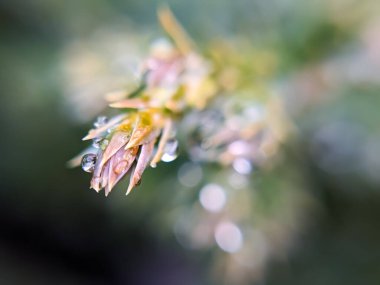 Ardıç ağacının dalına bir damla su. Ardıç dalı ve su damlalarıyla bulanık arkaplan