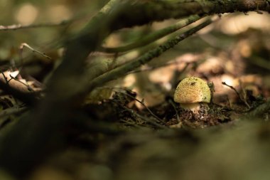 Amanita muscaria, orman zemininde bir halüsinojen mantar.