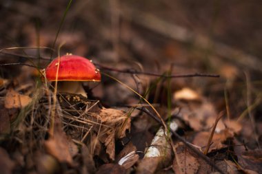 Amanita muscaria, orman zemininde bir halüsinojen mantar.