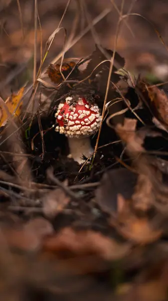 stock image Amanita muscaria, a hallucinogen mushroom on forest floor