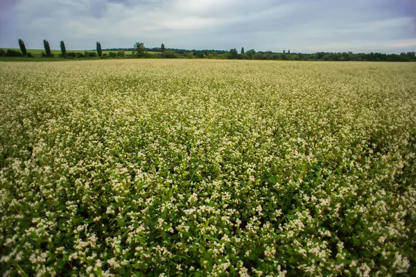 stock image Flowering buckwheat lat. Fagopyrum esculentum known as common buckwheat. Focused on white flowers, green leaves as natural blurred background.