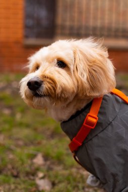 Maltip cinsinden küçük, açık renkli bir köpek. Turuncu kurdeleli, gri takım elbiseli, kıvırcık, tatlı bir köpek..