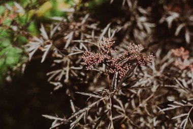 Mavi gökyüzüne karşı siyah elderflower pembe çiçekleri. Yaban mersini çalısı