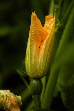 Bulanık arkaplanda sarı kabak çiçeği