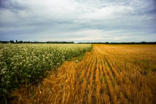 stock image Landscape with a field of flowering buckwheat and yellow beveled ears against a cloudy sky. Flowering buckwheat lat.