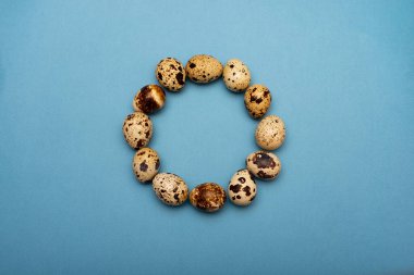 Mavi arka planda bir bıldırcın yumurtası çemberi. Mavi kağıtta taze bıldırcın yumurtası..