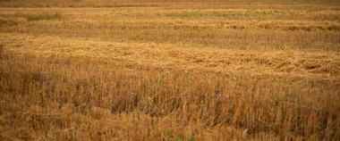 Mısır biçme kulakları olan bir tarla. Buğday biçilmiş kulakların fotoğrafı.