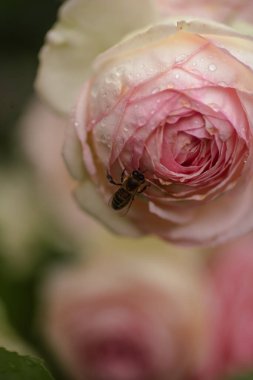 Gül goncaları Cennet gülleri Pierre, De Ronsard yakın plan.