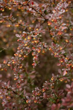 Sarı, turuncu, kırmızı Japon böğürtlen çiçekleri thunbergia, Thunbergs veya mor yapraklarla çerçevelenmiş kırmızı böğürtlen ve bahar zamanı bulanık çiçekler.