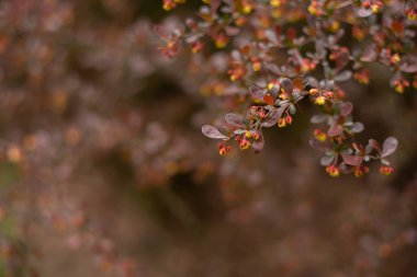 Sarı, turuncu, kırmızı Japon böğürtlen çiçekleri thunbergia, Thunbergs veya mor yapraklarla çerçevelenmiş kırmızı böğürtlen ve bahar zamanı bulanık çiçekler.
