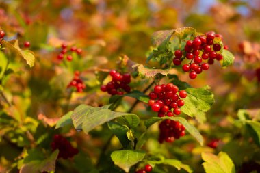 Viburnum 'un (muhtemelen Viburnum opulus) sonbaharda böğürtlen ve yapraklarının Macro fotoğrafı.
