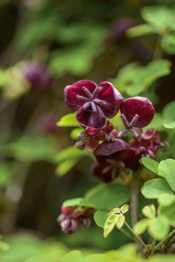 Yakın plan. Akebia Quinata 'nın (Çikolata Sarmaşığı) Çiçek Açan Küçük Alışılmadık Mor Çikolata Çiçekleri