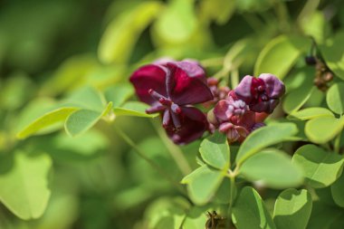 Yakın plan. Küçük olağandışı çikolata, mor sarmaşık çiçekleri