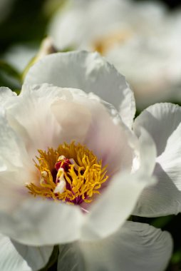 Sarı ve koyu bir merkezle zıtlaşan yumuşak beyaz yapraklar canlı ve narin bir çiçek kompozisyonu oluşturur..
