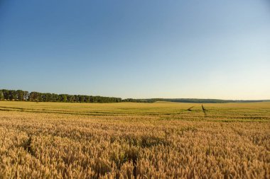 Yuvarlanan yeşil tepeler, ekilmiş tarlalar ve vahşi bitki örtüleri yumuşak günbatımı ışığında yıkanır..
