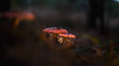 Amanita muscaria, orman zemininde bir halüsinojen mantar.