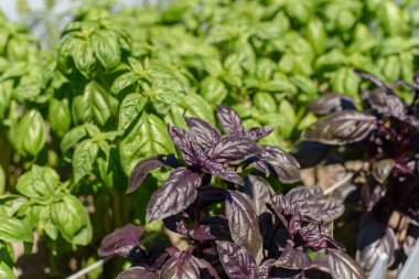 Bahçe bahçesinde beyaz çitlerle çevrili iyi bakılmış bahçe yatakları..