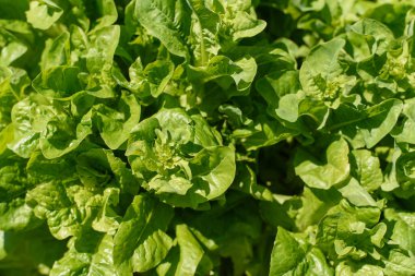 Bahçe bahçesinde yeşillik ve marul yetiştirilmiş bahçe yatakları.