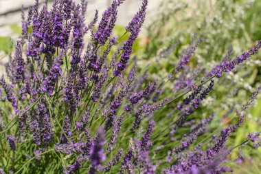 Çiçek açan lavanta çiçeklerinin yakın plan görüntüsü. Canlı mor çiçekler ve ince yeşil saplı..