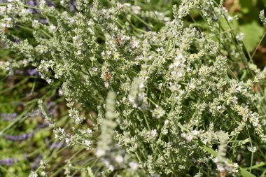 Çiçek açan lavanta çiçeklerinin yakın plan görüntüsü. Canlı mor çiçekler ve ince yeşil saplı..