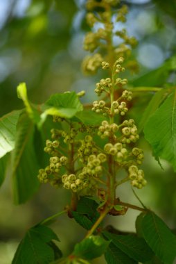 Bir makro fotoğraf kestane ağacı çiçeklerinin erken tomurcuklanma aşamasını yakalıyor. Muhtemelen at kestanesi, Aesculus hipocastanum..
