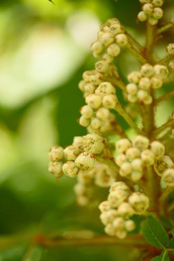 Bir makro fotoğraf kestane ağacı çiçeklerinin erken tomurcuklanma aşamasını yakalıyor. Muhtemelen at kestanesi, Aesculus hipocastanum..