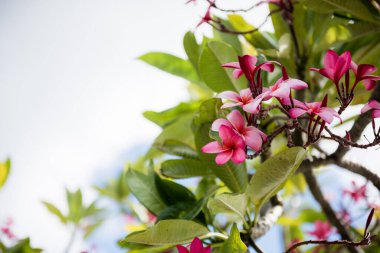 Güzel Pembe Plumeria. Bloom'daki Plumeria Ağacı. İkonik Tropikal Çiçek