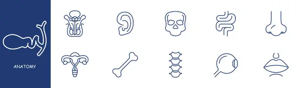 Icono Línea Conjunto Anatomía Intestinos Cráneo Oído Ojo Columna Vertebral — Vector de stock