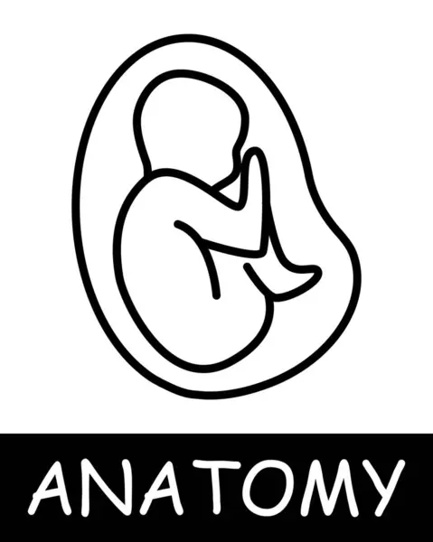 Embryo Line Icon Maternity Pregnancy Anatomy Medicine Teaching Doctor Nurse — Stock Vector