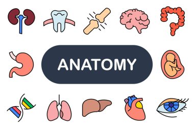Anatomi set simgesi. Böbrek, diş, eklem, beyin, kolon, mide, DNA, akciğer, karaciğer, kalp, fetüs, anatomi, vücut parçaları, organlar.