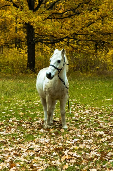 At sonbahar ormanında, midilli, doğa, orman, sonbahar, portakal