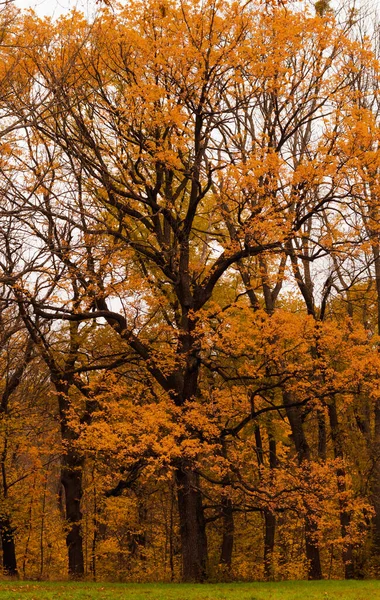 portakal ağacı, sonbahar, ağaç, park, doğa.