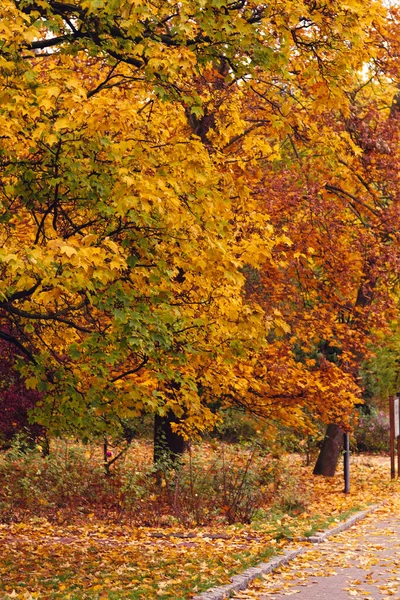 Sonbaharda parkta portakal ağaçları