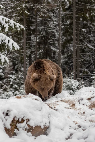 the bear walks through the winter forest. A brown grizzly bear is looking at the camera. Christmas trees in the snow. Park with animals