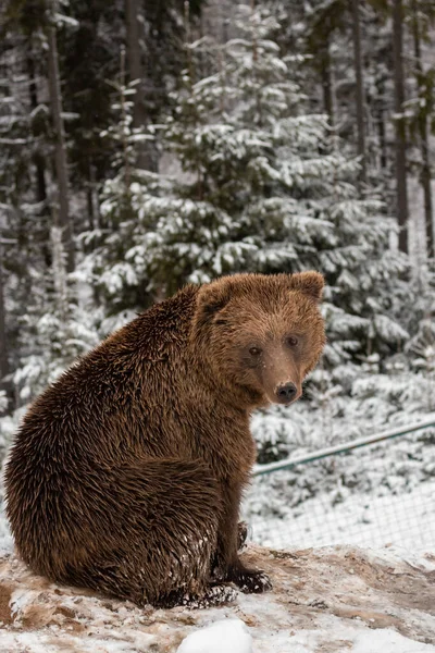 Urso Pardo Está Sentado Floresta Muitas Árvores Natal Neve Animal — Fotografia de Stock