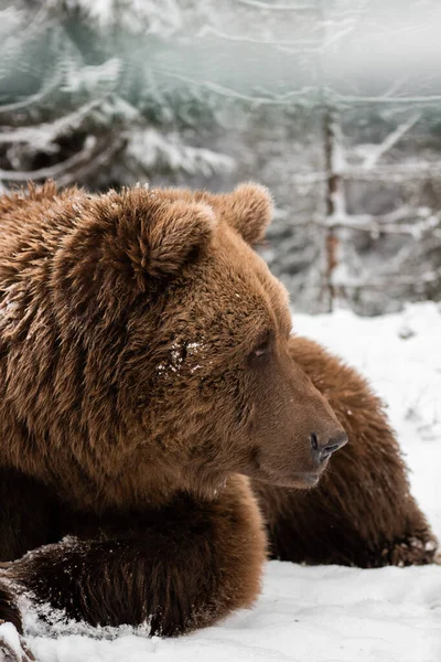 Бурый Медведь Лежит Лесу Снегу Много Рождественских Елок Снегу Животное — стоковое фото