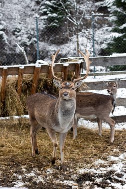 Uzun boynuzlu bir geyik samanlığın yanında duruyor. Karlı orman. Yumuşak tüylü genç bir geyik. Karlı kış havası