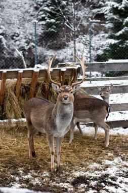 Uzun boynuzlu bir geyik samanlığın yanında duruyor. Karlı orman. Yumuşak tüylü genç bir geyik. Karlı kış havası