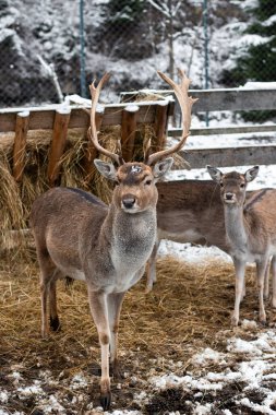 Uzun boynuzlu bir geyik samanlığın yanında duruyor. Karlı orman. Yumuşak tüylü genç bir geyik. Karlı kış havası